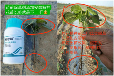 安碧解，拉姆拉，翠姆