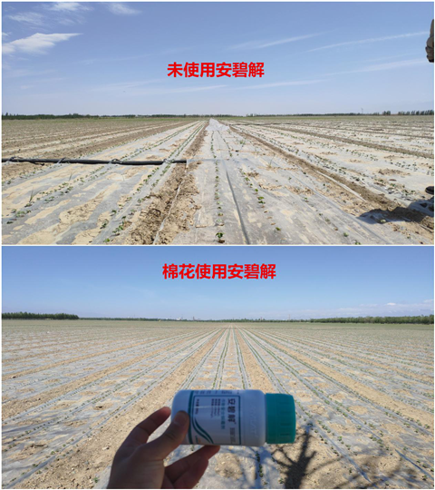 安碧解，拉姆拉，翠姆