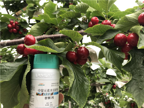 水溶肥，拉姆拉，翠姆