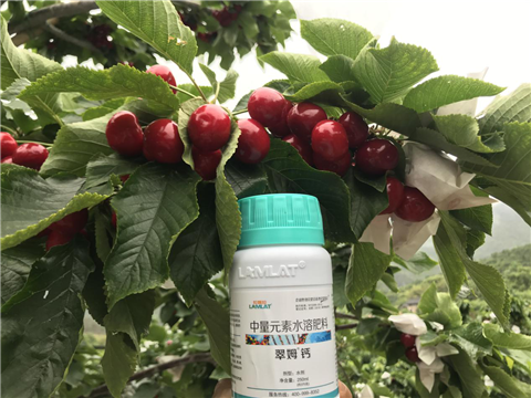 水溶肥，拉姆拉，翠姆