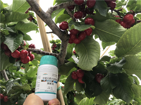 水溶肥，拉姆拉，翠姆