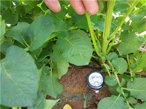 安碧解，拉姆拉，翠姆