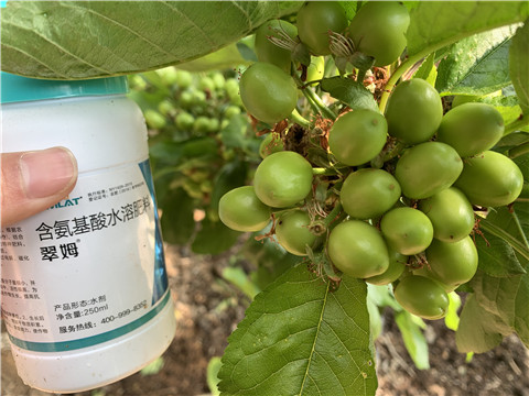 氨基酸水溶肥，拉姆拉，翠姆