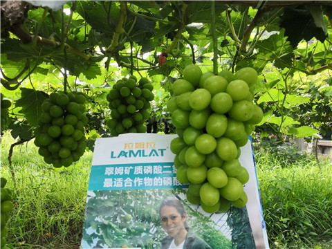 水溶肥，拉姆拉，翠姆