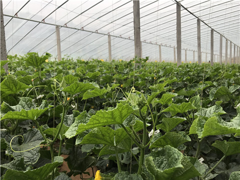 小分子有機碳，拉姆拉，翠姆