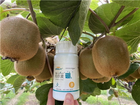 硼肥，拉姆拉，翠姆