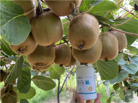 硼肥，拉姆拉，翠姆