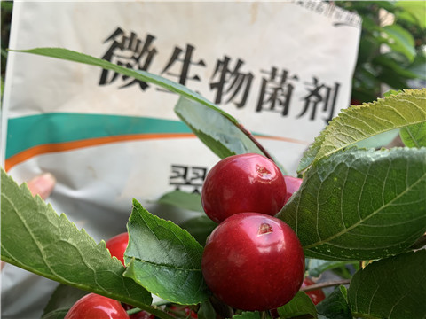 微生物菌劑，拉姆拉，翠姆