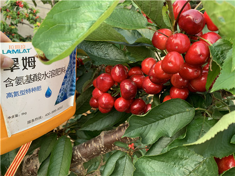 水溶肥，拉姆拉，翠姆