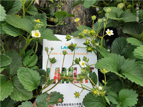 水溶肥，拉姆拉，翠姆