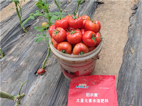 水溶肥，拉姆拉，伯示麥