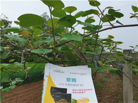 小分子有機(jī)碳，拉姆拉，翠姆