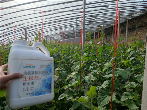 水溶肥，拉姆拉，翠姆