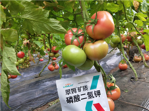 磷酸二氫鉀，拉姆拉，翠姆