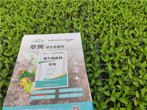 水溶肥，拉姆拉，翠姆