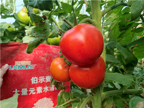 水溶肥，拉姆拉，伯示麥 