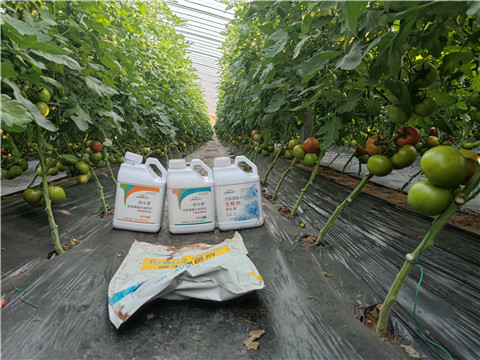 水溶肥，拉姆拉，伯示麥 