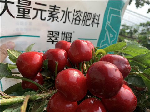 水溶肥，拉姆拉，翠姆