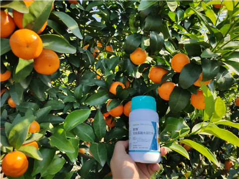 葉面肥，拉姆拉，翠姆