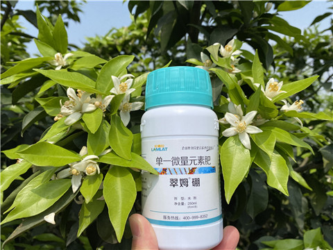 葉面肥，拉姆拉，翠姆