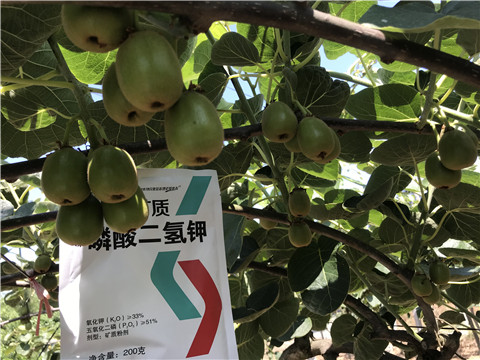 水溶肥，拉姆拉，翠姆