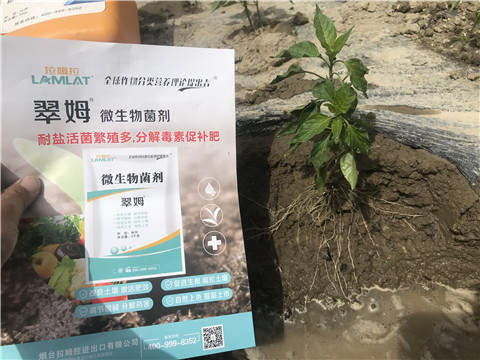 辣椒，拉姆拉，翠姆