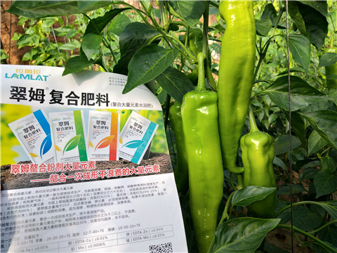 辣椒，拉姆拉，翠姆