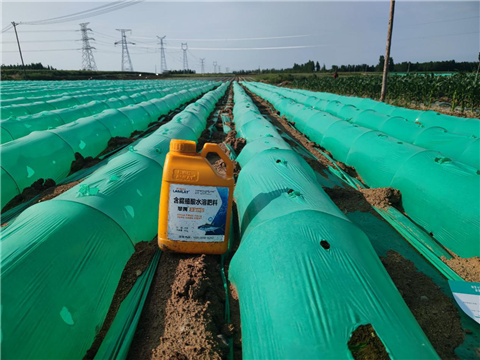 大姜，拉姆拉，翠姆