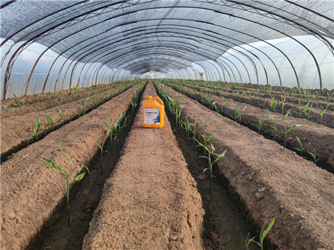 大姜，拉姆拉，翠姆