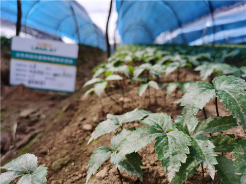 水溶肥，拉姆拉，翠姆