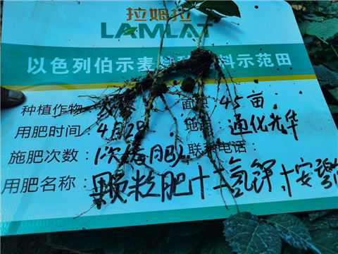 水溶肥，拉姆拉，翠姆