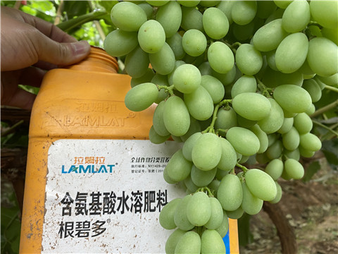 生根劑，翠姆，拉姆拉