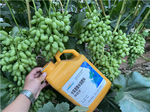 生根劑，翠姆，拉姆拉