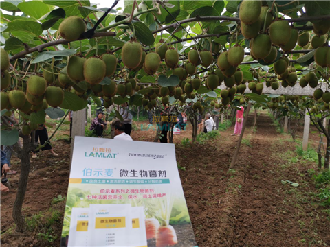 生根劑，翠姆，拉姆拉