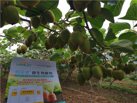 水溶肥，伯示麥，拉姆拉