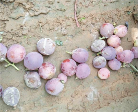 水溶肥，翠姆，拉姆拉