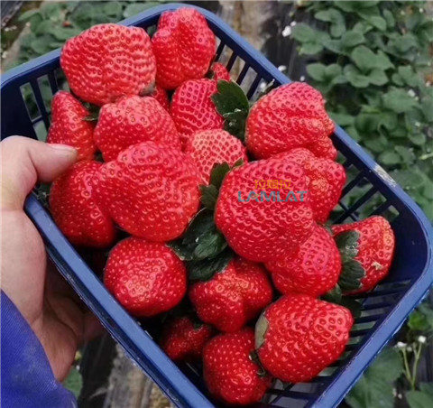 鈣肥，翠姆，拉姆拉