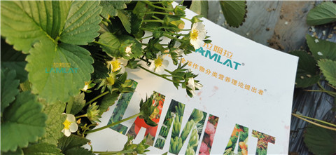 鈣肥，翠姆，拉姆拉