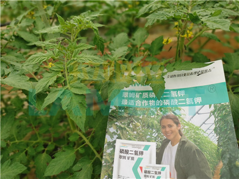 水溶肥，翠姆，拉姆拉