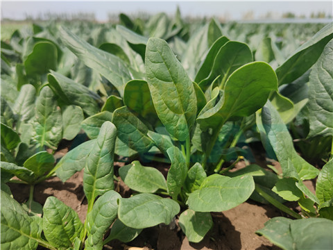 水溶肥，翠姆，拉姆拉