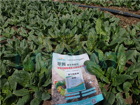 水溶肥，翠姆，拉姆拉