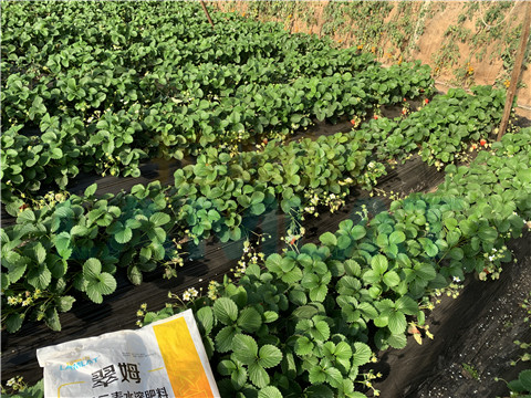 水溶肥，翠姆，拉姆拉