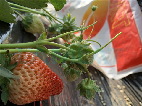 水溶肥，翠姆，拉姆拉