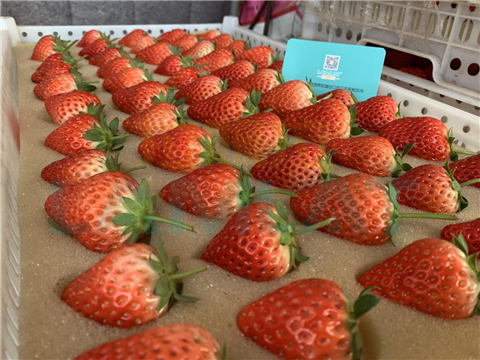 水溶肥，翠姆，拉姆拉