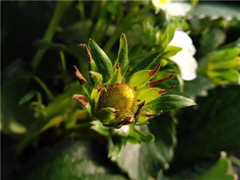 鈣肥，翠姆，拉姆拉