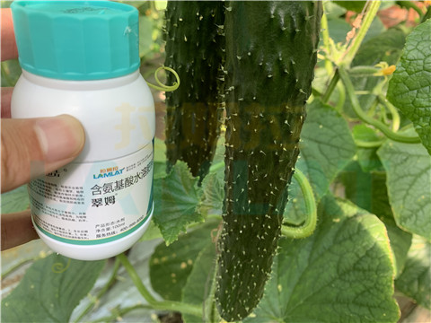 水溶肥，拉姆拉，翠姆