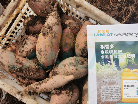 水溶肥，拉姆拉，翠姆