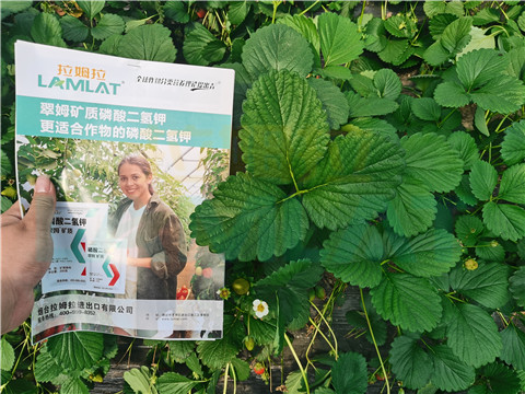 l磷酸二氫鉀，拉姆拉，翠姆