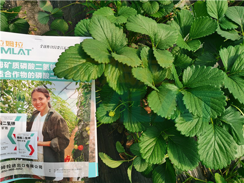 l磷酸二氫鉀，拉姆拉，翠姆