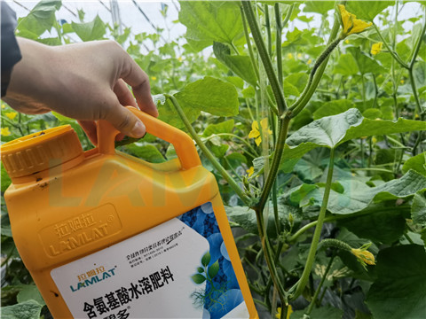 生根劑，拉姆拉，翠姆